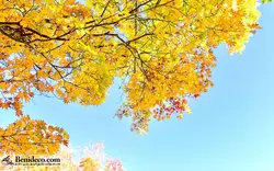 تایل سقفی 60*60 آسمان مجازی بنی دکو مدل LX 5561