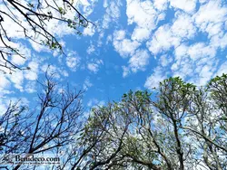 تایل سقفی 60*60 آسمان مجازی بنی دکو مدل LX 5554