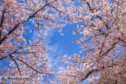 تایل سقفی 60*60 آسمان مجازی بنی دکو مدل LX 5476