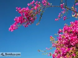 تایل سقفی 60*60 آسمان مجازی بنی دکو مدل LX 5473