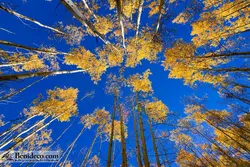 تایل سقفی 60*60 آسمان مجازی بنی دکو مدل LX 5468