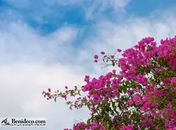 تایل سقفی 60*60 آسمان مجازی بنی دکو مدل LX 5461