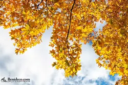 تایل سقفی 60*60 آسمان مجازی بنی دکو مدل LX 5460