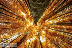 تایل سقفی 60*60 آسمان مجازی بنی دکو مدل LX 5453