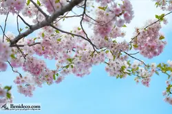 تایل سقفی 60*60 آسمان مجازی بنی دکو مدل LX 5451