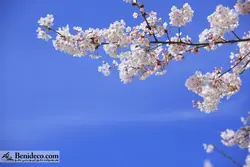 تایل سقفی 60*60 آسمان مجازی بنی دکو مدل LX 5444