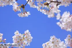 تایل سقفی 60*60 آسمان مجازی بنی دکو مدل LX 5443