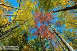 تایل سقفی 60*60 آسمان مجازی بنی دکو مدل LX 5441