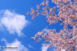 تایل سقفی 60*60 آسمان مجازی بنی دکو مدل LX 5433