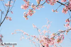 تایل سقفی 60*60 آسمان مجازی بنی دکو مدل LX 5429