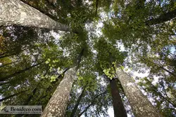 تایل سقفی 60*60 آسمان مجازی بنی دکو مدل LX 5421