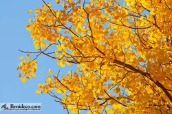 تایل سقفی 60*60 آسمان مجازی بنی دکو مدل LX 5415