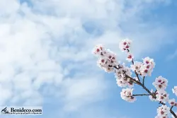 تایل سقفی 60*60 آسمان مجازی بنی دکو مدل LX 5413