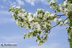 تایل سقفی 60*60 آسمان مجازی بنی دکو مدل LX 5410