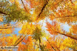 تایل سقفی 60*60 آسمان مجازی بنی دکو مدل LX 5408