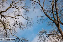 تایل سقفی 60*60 آسمان مجازی بنی دکو مدل LX 5407