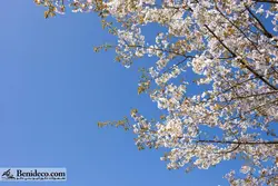 تایل سقفی 60*60 آسمان مجازی بنی دکو مدل LX 5405