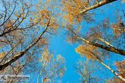 تایل سقفی 60*60 آسمان مجازی بنی دکو مدل LX 5404