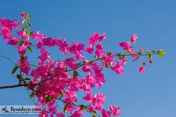 تایل سقفی 60*60 آسمان مجازی بنی دکو مدل LX 5402