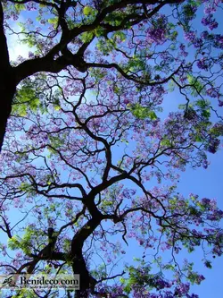 تایل سقفی 60*60 آسمان مجازی بنی دکو مدل LX 5398