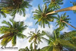 تایل سقفی 60*60 آسمان مجازی بنی دکو مدل LX 5396