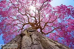 تایل سقفی 60*60 آسمان مجازی بنی دکو مدل LX 5394