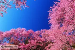 تایل سقفی 60*60 آسمان مجازی بنی دکو مدل LX 5391