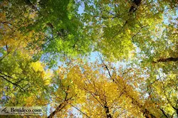 تایل سقفی 60*60 آسمان مجازی بنی دکو مدل LX 5390