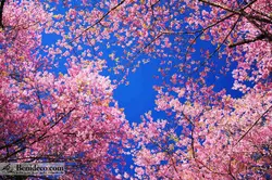 تایل سقفی 60*60 آسمان مجازی بنی دکو مدل LX 5387