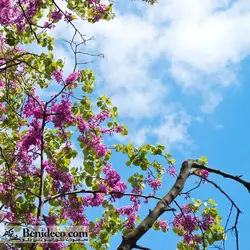 تایل سقفی 60*60 آسمان مجازی بنی دکو مدل LX 5389