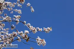 تایل سقفی 60*60 آسمان مجازی بنی دکو مدل LX 5379