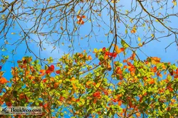 تایل سقفی 60*60 آسمان مجازی بنی دکو مدل LX 5378