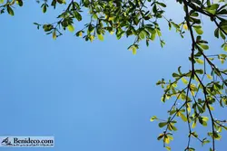 تایل سقفی 60*60 آسمان مجازی بنی دکو مدل LX 5377