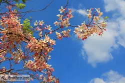 تایل سقفی 60*60 آسمان مجازی بنی دکو مدل LX 5376