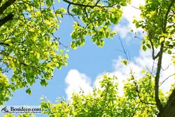 تایل سقفی 60*60 آسمان مجازی بنی دکو مدل LX 5374