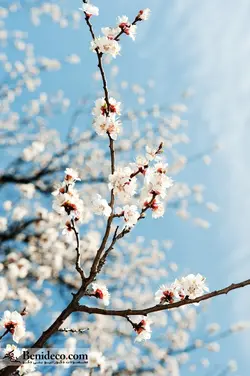 تایل سقفی 60*60 آسمان مجازی بنی دکو مدل LX 5348