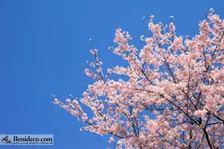 تایل سقفی 60*60 آسمان مجازی بنی دکو مدل LX 5347