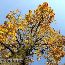 تایل سقفی 60*60 آسمان مجازی بنی دکو مدل LX 5346