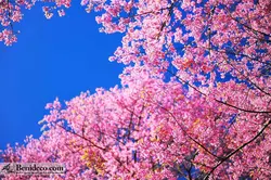 تایل سقفی 60*60 آسمان مجازی بنی دکو مدل LX 5344