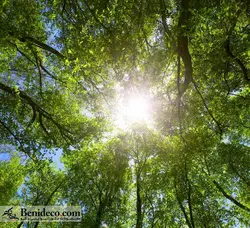 تایل سقفی 60*60 آسمان مجازی بنی دکو مدل LX 5342