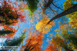 تایل سقفی 60*60 آسمان مجازی بنی دکو مدل LX 5338