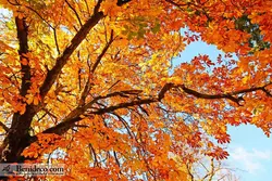 تایل سقفی 60*60 آسمان مجازی بنی دکو مدل LX 5337