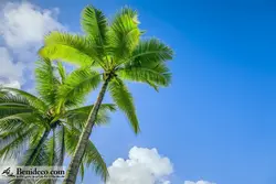 تایل سقفی 60*60 آسمان مجازی بنی دکو مدل LX 5334