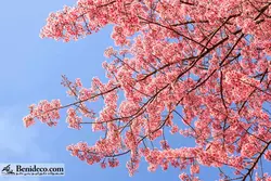 تایل سقفی 60*60 آسمان مجازی بنی دکو مدل LX 5333