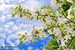 تایل سقفی 60*60 آسمان مجازی بنی دکو مدل LX 5330