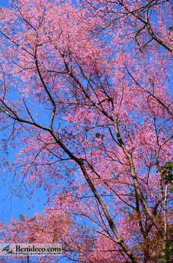 تایل سقفی 60*60 آسمان مجازی بنی دکو مدل LX 5325