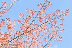 تایل سقفی 60*60 آسمان مجازی بنی دکو مدل LX 5371