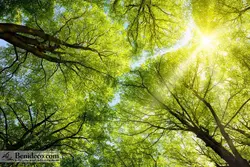 تایل سقفی 60*60 آسمان مجازی بنی دکو مدل LX 5359