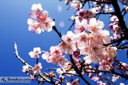 تایل سقفی 60*60 آسمان مجازی بنی دکو مدل LX 5355