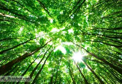 تایل سقفی 60*60 آسمان مجازی بنی دکو مدل LX 5354